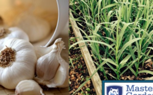 Garlic From Around the World